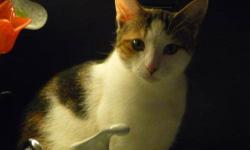 Domestic Short Hair - Cara - Medium - Young - Female - Cat
A message from Cara:
"I have no way of telling you how I ended up in the street to fend for myself and my three babies. Someone thankfully took pity on us and dumped us in a dirty box outside of a