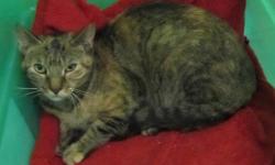 Domestic Short Hair - Carla - Medium - Adult - Female - Cat
I am a shy girl who came to the shelter as a stray. Once I warm up to you, I like to be petted and am very sweet. I am a clean girl and get along with other cats. Please stop by the shelter and
