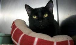 Domestic Short Hair - Carli - Medium - Adult - Female - Cat
Carli was living outside for several months, once brought indoors we learned she was declawed. She is very talkative, friendly and affectionate. She follows you around and loves lots of