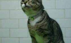 Domestic Short Hair - Carmine - Medium - Adult - Male - Cat
CHARACTERISTICS:
Breed: Domestic Short Hair
Size: Medium
Petfinder ID: 25146417
ADDITIONAL INFO:
Pet has been spayed/neutered
CONTACT:
Animal Care & Control of New York City - Brooklyn |