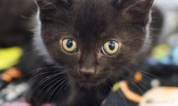 Domestic Short Hair - Ceecee - Small - Baby - Female - Cat
Introducing CeeCee! She is a happy, healthy 7 week old female kitten., part of a litter of four rescued from Court Rd. in Bedford.This sweet baby girl is outgoing andbrave- she's the first to try