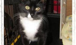 Domestic Short Hair - Chance - Small - Baby - Male - Cat
Chance (pictured here with his sister Stella who is also for adoption) is a sweet little kitten. He is looking for a loving home where he can snuggle up to someone and purr his little heart away.
