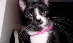 Domestic Short Hair - Charisse - Small - Baby - Female - Cat
CHARACTERISTICS:
Breed: Domestic Short Hair
Size: Small
Petfinder ID: 24216392
ADDITIONAL INFO:
Pet has been spayed/neutered
CONTACT:
Lollypop Farm, Humane Society of Greater Rochester |