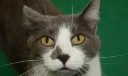 Domestic Short Hair - Charlie Girl - Medium - Senior - Female
Charlie Girl is a grey and white female. She loves catnip and bubbles. She's very playful and loves attention, but can be shy. She loves baskets to nap in.
CHARACTERISTICS:
Breed: Domestic