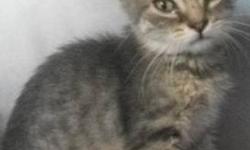 Domestic Short Hair - Charlotte - Medium - Baby - Female - Cat
Our names are Wilber & Charlotte and we came to the shelter as strays in August 2012, with our mother, Fern. We are 2 months old. We are both very playful and are full of energy!
Adoption