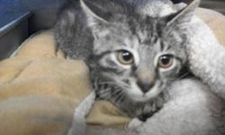 Domestic Short Hair - Charlotte - Medium - Baby - Female - Cat
Our names are Wilber & Charlotte and we came to the shelter as strays in August 2012, with our mother, Fern. We are 2 months old. We are both very playful and are full of energy!
Adoption