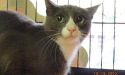 Domestic Short Hair - Chickee - Medium - Young - Female - Cat
I am a young girl and I seem to have lost my home. I was wandering around and someone called the Animal Control Officer and he came and now I am at the SPCA. I have lots of room to run and sit