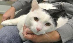 Domestic Short Hair - Chip - Medium - Young - Male - Cat
Meet CHIP, a young male. He is very friendly, loves to be held, loves other cats. He sleeps next to OREO his buddy :) but can be adopted separate too. Come adopt CHIP TODAY!!!
CHARACTERISTICS: