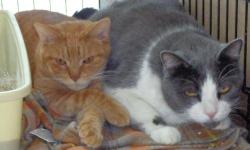 Domestic Short Hair - Chipper And Casey - Medium - Young - Male
Chipper is the cat on the left.
CHARACTERISTICS:
Breed: Domestic Short Hair
Size: Medium
Petfinder ID: 25295883
ADDITIONAL INFO:
Pet has been spayed/neutered
CONTACT:
WC SPCA | Attica, NY |