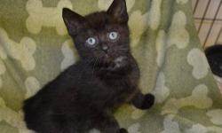 Domestic Short Hair - Coal - Medium - Baby - Male - Cat
CHARACTERISTICS:
Breed: Domestic Short Hair
Size: Medium
Petfinder ID: 24852476
CONTACT:
Elmira Animal Shelter | Elmira, NY | 607-737-5767
For additional information, reply to this ad or see:
