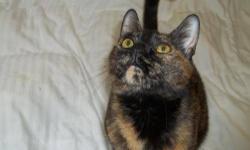 Domestic Short Hair - Coco - Medium - Adult - Female - Cat
FELV positive. Just keep this social butterfly out of your lap! She loves milk rings and caps to bat around. Coco is a LOVER! She will make you laugh with her antics. Her FELV status means she can