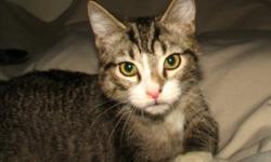 Domestic Short Hair - Cody - Medium - Young - Male - Cat
Cody is a very friendly, outgoing, fun kitten who would fit in well with any family. He gets along great with other cats as well as with friendly dogs. Arnie is his brother and these two would make