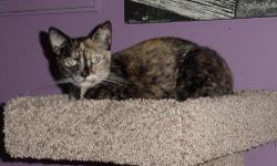 Domestic Short Hair - Crepe - Medium - Young - Female - Cat
Hello. My name is Crepe and I recently arrived at MHAA from a hoarding situation. I am a little shy right now and would love a family that has some patience while I adjust. I am spayed and up to