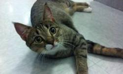 Domestic Short Hair - Cupcake - Medium - Young - Female - Cat
Cupcake is a gorgeous, spirited girl with a friendly personality and a big vocabulary. Cupcake loves attention, but may do best in a home without small children.Cupcake loves good food and fun