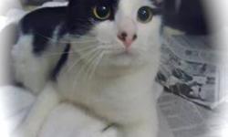 Domestic Short Hair - Curly - Medium - Young - Male - Cat
CHARACTERISTICS:
Breed: Domestic Short Hair
Size: Medium
Petfinder ID: 24846718
CONTACT:
WC SPCA | Attica, NY | 585-591-3114
For additional information, reply to this ad or see:
