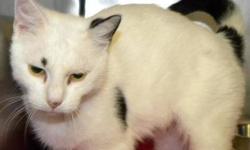 Domestic Short Hair - Cutler*at Petsmart* - Medium - Adult
***AT PETSMART***Hi, my name is Cutler! I'm a beautiful, spayed female white and black spotted kitty. I'm friendly and social and I love to be talked to and petted. I'm such a nice girl, so come