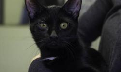 Domestic Short Hair - Daisy - Medium - Young - Female - Cat
CHARACTERISTICS:
Breed: Domestic Short Hair
Size: Medium
Petfinder ID: 24521678
ADDITIONAL INFO:
Pet has been spayed/neutered
CONTACT:
Finger Lakes SPCA of Central New York | Auburn, NY |
