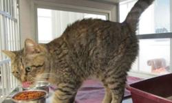 Domestic Short Hair - Dawn - Medium - Adult - Female - Cat
I am a friendly and curious girl who came to the shelter as a stray. I like to be petted and have attention, and am a clean kitty who gets along with other cats. Please stop by the shelter and see
