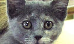 Domestic Short Hair - Dazzle - Medium - Baby - Female - Cat
Darling female kitty -5 months young -in need of home asap!! See this kitty and others at http://www.animalkind.info
All our rescues are tested, altered by time of adoption, vaccinated,