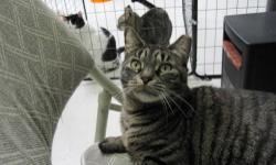 Domestic Short Hair - Destiny - Medium - Adult - Female - Cat
Hey, there! I'm Destiny, a white and brown female cat. If you've met me, you probably noticed me because I meowed at you or because I was pretending to be Spiderman and climbing across the top