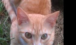 Domestic Short Hair - Dewey - Medium - Baby - Male - Cat
Adoption Process: HAHS has an adoption application that you can fill out if you are interested in one of our animals. Once we receive the application we review and contact veterinary and personal