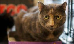 Domestic Short Hair - Dixie - Medium - Adult - Female - Cat
Dixie is pretty tabby girl who is bonded to her BFF DeeDee. They are very calm affectionate cats who would love to be in a home together. They have been at the shelter with each other for years