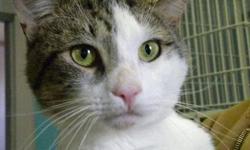 Domestic Short Hair - Don Anchorman - Medium - Adult - Male
Hi, my name is Don Anchorman! I'm a handsome, 3 year old, neutered male, gray tiger and white cat. I'm outgoing and lively and curious about everything. I get along well with other cats too. I'm