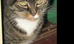 Domestic Short Hair - Donica - Medium - Adult - Female - Cat
Donica is approx. 5 years old as of 12/2012. She is very sweet and affectionate. She does not like other cats. Not sure how Donica would be with dogs or small children. Donica was already spayed