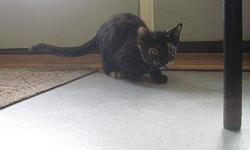Domestic Short Hair - Dora - Medium - Young - Female - Cat
9/26/12: Dora is just about 3 1/2 months old. This kitten was brought in at 2 weeks old, and lived in a foster home, bottle fed, handled plenty, making her a verrrry friendly, happy, well adjusted