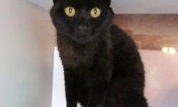 Domestic Short Hair - Dwight - Medium - Adult - Male - Cat
CHARACTERISTICS:
Breed: Domestic Short Hair
Size: Medium
Petfinder ID: 25475139
ADDITIONAL INFO:
Pet has been spayed/neutered
CONTACT:
Lollypop Farm, Humane Society of Greater Rochester |