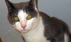 Domestic Short Hair - Dylan - Medium - Adult - Male - Cat
I am a friendly boy who was brought to the shelter by a neighbor when my family moved away and left me. I like to be petted and have attention, and am a clean kitty. Please stop by the shelter and