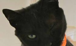 Domestic Short Hair - Eartha - Medium - Adult - Female - Cat
I am a SWEET young adult who loves attention and welcomes you to the room when you visit me. I came to the shelter as a stray last year and favored my left eye... I have been to the vet and had