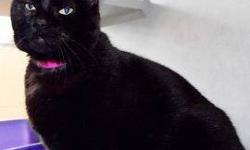 Domestic Short Hair - Ebony - Medium - Senior - Female - Cat
Ebony was brought into Lollypop Farm because there were too many pets to care for. Ebony is a velvety black kitty whose full mane has unusual overtones of reddish chocolate. And she hides a very