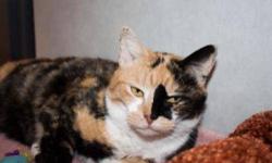 Domestic Short Hair - Eliza - Small - Adult - Female - Cat
Eliza is a small colorful calico who can give the impression that she is, well, is a little unhappy. But that is understandable once you know that she has been poked and prodded a lot since she