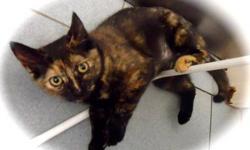 Domestic Short Hair - Ellie - Medium - Baby - Female - Cat
Adoption Process: HAHS has an adoption application that you can fill out if you are interested in one of our animals. Once we receive the application we review and contact veterinary and personal