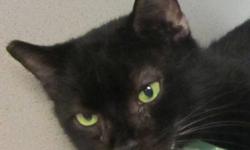 Domestic Short Hair - Elvira - Medium - Adult - Male - Cat
I am a little bit shy but I love to be petted as soon as I warm up to you. Check out my pictures - I like to talk :) I came to the shelter as a stray last all. I'm a clean middle aged adult who