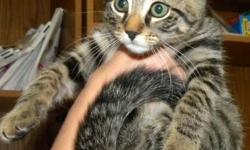 Domestic Short Hair - Erasmus - Medium - Baby - Male - Cat
Don't be put off by the fancy name! Erasmus is your standard kitten, playful, friendly and ready to go to his forever home. Please contact Barb at 315-343-2959 for more info.
CHARACTERISTICS: