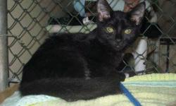 Domestic Short Hair - Felicia - Medium - Young - Female - Cat
Felicia is a very friendly black female cat. She will follow you around and beg for you to pet her, as she rubs up against you and purrs. Come meet Felicia today!
CHARACTERISTICS:
Breed: