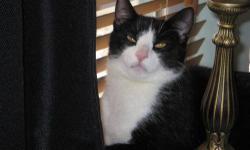 Domestic Short Hair - Fester - Large - Young - Male - Cat
Fester is very friendly, outgoing, social and lots of fun. He'd make a great addition to any home. He gets along great with other cats and friendly dogs. Neutered, up to date on all shots, he's