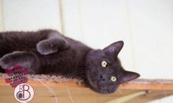 Domestic Short Hair - Finch - Medium - Adult - Male - Cat
CHARACTERISTICS:
Breed: Domestic Short Hair
Size: Medium
Petfinder ID: 25429378
CONTACT:
Elmira Animal Shelter | Elmira, NY | 607-737-5767
For additional information, reply to this ad or see:
