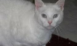 Domestic Short Hair - Finnegan - Large - Adult - Male - Cat
Finnegan was brought in as a stray. He is a little on the shy side, but he definitely has potential. He can be easily handle by the staff...although being picked up and held is not his idea of