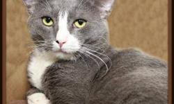 Domestic Short Hair - Fitzpatrick - Medium - Adult - Male - Cat
My name is Fitzpatrick and I came to the shelter as a stray in August 2012. I am a 3 year old neutered male. *BARN CAT*
Adoption Process: HAHS has an adoption application that you can fill