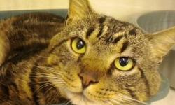 Domestic Short Hair - Fitzpatrick - Medium - Adult - Male - Cat
My name is Fitzpatrick and I came to the shelter as a stray in August 2012. I am a 3 year old neutered male. *BARN CAT*
Adoption Process: HAHS has an adoption application that you can fill