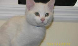 Domestic Short Hair - Floyd Fostered - Medium - Young - Male
FLOYD DOMESTIC SHORT HAIR WHITE ARRIVED 10/08/12 @ 3 LBS @ THREE-MONTHS-OLD MALE Floyd is a wonderful kitten that just loves to play,climb and frolic. He was surrendered with this mother Mama