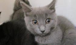 Domestic Short Hair - Fog - Medium - Baby - Male - Cat
Hi! My name is Smoke! I'm brand new at MHAA. I I'm a good kitten, and I love to play! I love toys and other kittens. I've heard I'll be getting a home soon and I'm excited, even though I don't know
