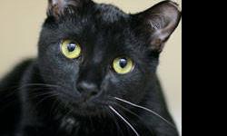 Domestic Short Hair - Fred - Medium - Baby - Male - Cat
1. What You Need in Order to Adopt
Thank you for considering adopting a companion animal from the ASPCA! Now that you feel you are ready to adopt, we want to find the right match for you. You are