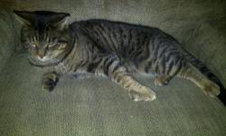 Domestic Short Hair - Fred - Small - Adult - Male - Cat
Fred has tested negative for feline leukemia and FIV, is neutered, and is current on all vaccinations. He has extra toes and is VERY people friendly and affectionate. He hisses at other cats but I