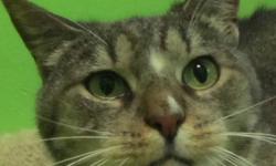 Domestic Short Hair - Fresca - Medium - Adult - Female - Cat
I am a shy girl but I like to be petted and play. I came to the shelter as a stray. I am very affectionate once you give me a chance. I am a clean kitty and get along with other cats. Please