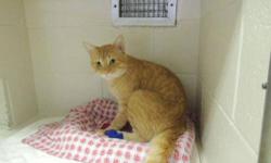 Domestic Short Hair - Fritz - Medium - Young - Male - Cat
So I was wandering around and I got an urge for a Big Mac and I saw a McDonald?s just up the road and I headed that way. I decided to hang out in the parking lot in the hope that someone would drop