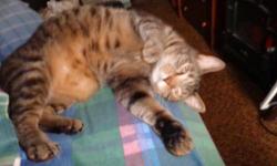 Domestic Short Hair - Garfield - Large - Adult - Male - Cat
Sadly, Garfield's owner Charles Signaigo, passed away Tuesday. Now Garfield is in need of a home. He is a 6 yr old neutered male tiger. He has to be given special food c/d multicare (Prescription